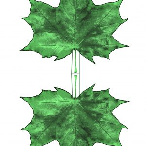 Printable paper maple leaf - dark green hues