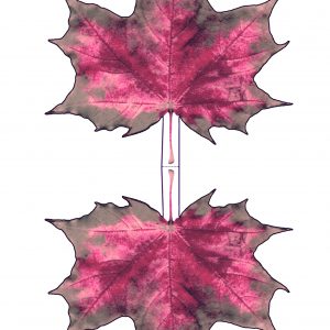 Printable paper maple leaf - pinky hues