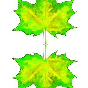 Printable paper yellow and green maple leaf