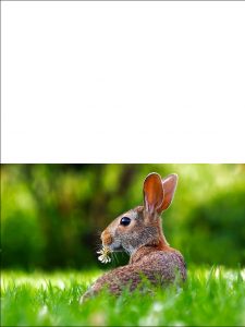 Printable Easter card picturing a wild rabbit in a meadow.